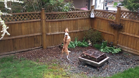 Basenji cross guards her yard against invading crow