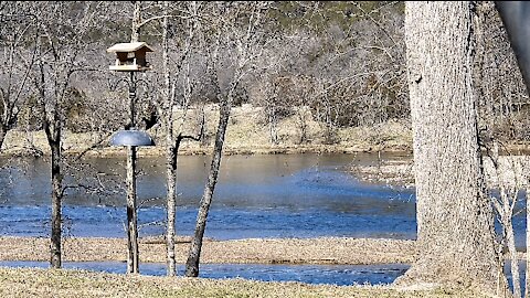 PETE (LAGNIAPPE) AT THE FEEDER