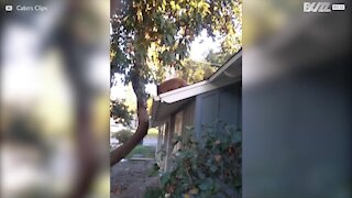 Bjørneunge klatrer op på et tag, for at spise avocadoer