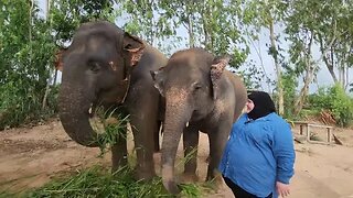 Elephant Sanctuaries Thailand : A Guide to Making the Right Choice