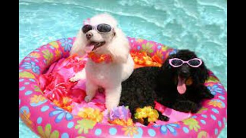 swimming pool dogs