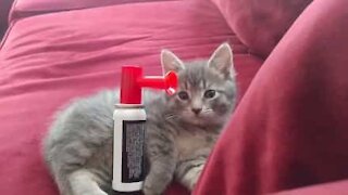 Come svegliare un gattino con una trombetta