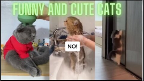 Funny and Cute Cats 🐱 Part 1!