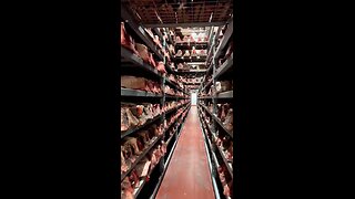 globalist are well stocked up on eat meat, while they will make us eat bugs