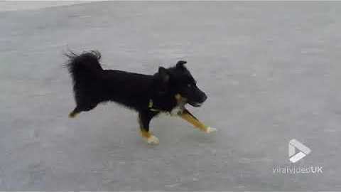 River skate with puppy