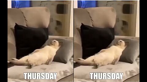 How are Cats during the week