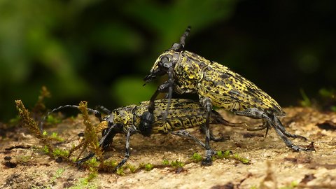 Longhorn Beetles mating in the Ecuadorian Amazon rainforest