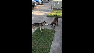 Morning tug of war!