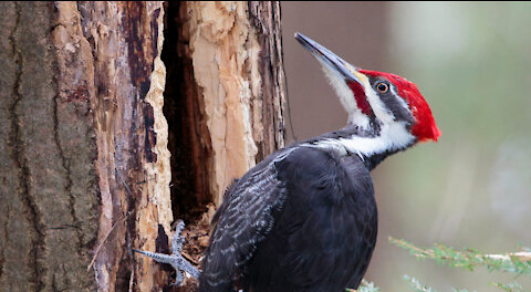 Woodpecker and the power of its strikes