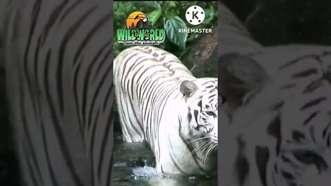 #whitetiger