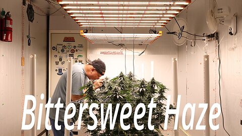 Bittersweet Haze In Week 6 - Spider Farmer SE7000 Flower Room Update