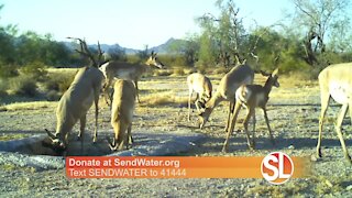 Water for Wildlife: You can help bring water to animals in need