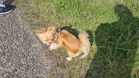 Handsome Chihuahua