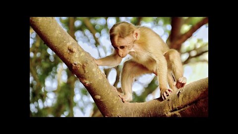 Monkey cute and funny videos . Monkey Video Compilation