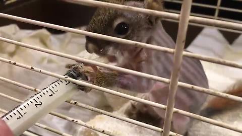 Newborn squirrel rescued from certain death