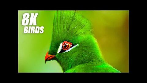 Wild Birds Special Collection 8K VIDEO ULTRA HD HDR 60FPS