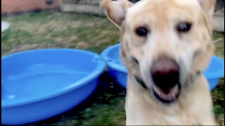 Hyperactive Labrador is super excited with his new pool