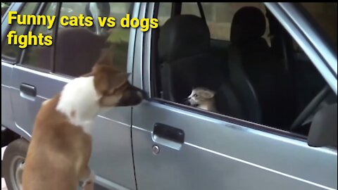 Angry cats VS Dogs funny video compilation
