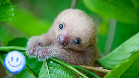 Baby Sloths Being Sloths