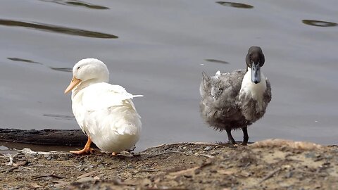 CatTV white and dark ducks cleaning