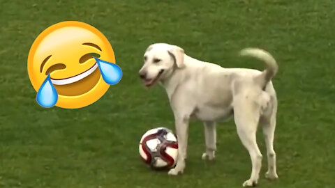 FUNNY Dog Invades the Fooball Game & Steals the Show