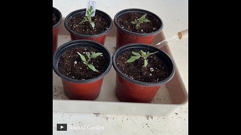 Growing Tomato in 60 seconds #shorts