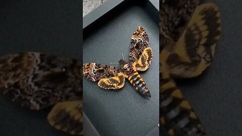 Framed Death Head Moth