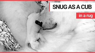 Cute polar bear cub size of guinea pig snuggles up with mum