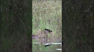 red winged black bird