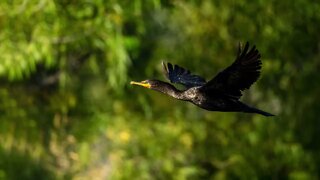 Cormorant Leaving Pond, Sony A1/Sony Alpha 1, 93-Shot Animation, 4k