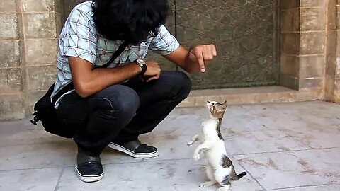 Street cats || really they are nice.