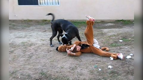 Cute Dog vs Scooby Doo