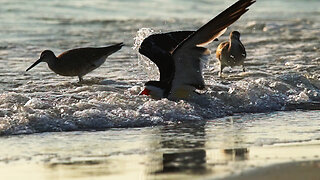 Black Skimmer in the surf