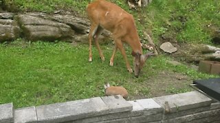 Like a scene from 'Bambi': Deer, rabbit & chipmunk all snack together