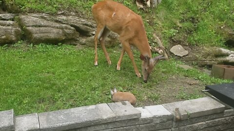 Like a scene from 'Bambi': Deer, rabbit & chipmunk all snack together