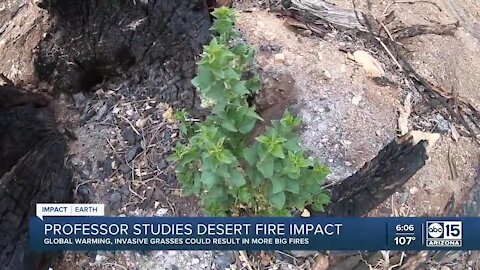 Arizona professor studies fire impact