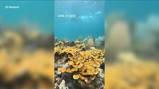 USF, partners work to save coral in Keys from extreme heat causing mass bleaching