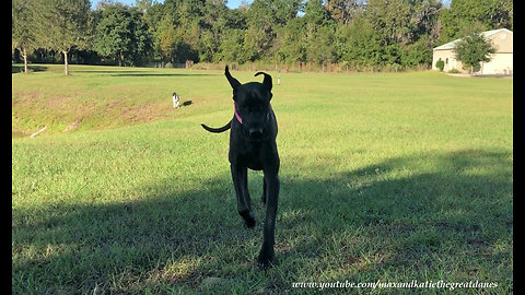 Excited Great Danes Coming Running for Cat Treats