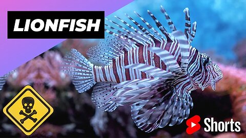 Lionfish 🐡 One Of The Most Dangerous Ocean Creatures In The World #shorts