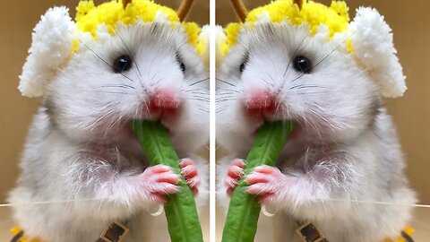 cute little hamster