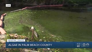 Algae in Palm Beach County creating concerns for residents