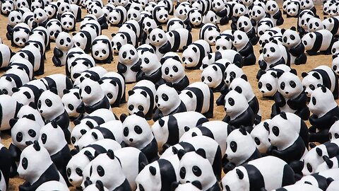 Beautiful panda videos in the world || beauti of the world