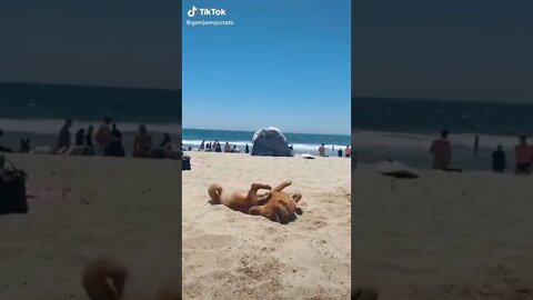 Dogs living the best doggo life tiktok compilation #shorts