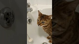 Thirsty Bengal Cat drinking from bath faucet (tap) #bengalcat #asmr