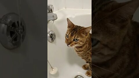 Thirsty Bengal Cat drinking from bath faucet (tap) #bengalcat #asmr