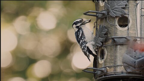 The bird eats from the tree الطير ياكل من الشجره