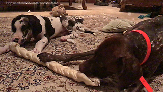 Great Dane Puppy and German Pointer Share Bone Toy