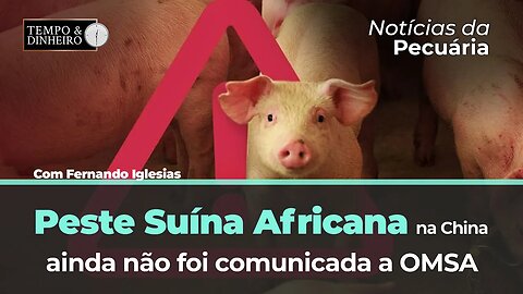 Peste Suína Africana na China ainda não foi comunicada a OMSA. Mercado do boi gordo mais firme