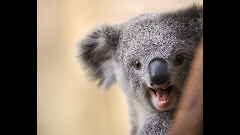 Top 10 Facts about Koalas 03