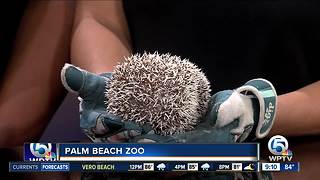 Palm Beach Zoo's new hedgehog Mambo